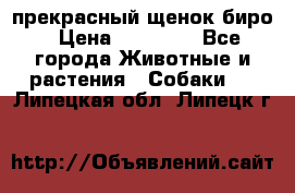 прекрасный щенок биро › Цена ­ 20 000 - Все города Животные и растения » Собаки   . Липецкая обл.,Липецк г.